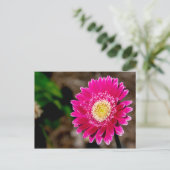 Garvinea Sweet Fiesta Gerber Daisy Aankondigingskaart (Staand voorkant)