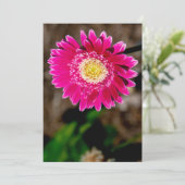 Garvinea Sweet Fiesta Gerber Daisy Kaart (Staand voorkant)