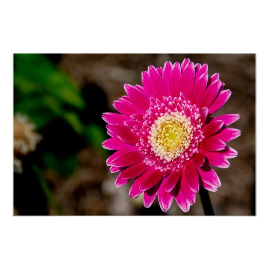 Garvinea Sweet Fiesta Gerber Daisy Perfect Poster (Voorkant)