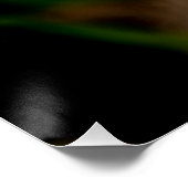 Garvinea Sweet Fiesta Gerber Daisy Perfect Poster (Hoek)