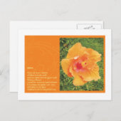 Gaspeldoorn Briefkaart (Voorkant / Achterkant)