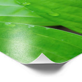 Gastbladeren en waterdruppels foto afdruk (Hoek)