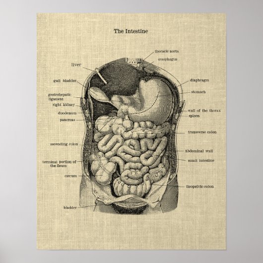 Gastro-intestinale Anatomie print 1 Medisch Poster (Voorkant)