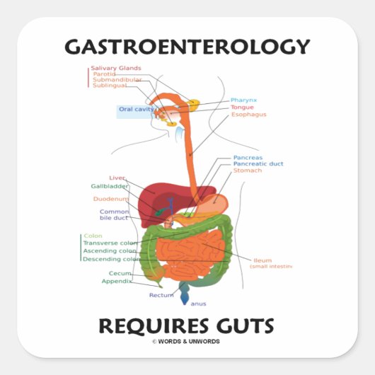 Gastroenterology Requires Guts (Digestive System) Vierkante Sticker (Voorkant)