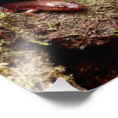 gat van Salamander Foto Afdruk (Hoek)