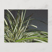 Gatha Briefkaart (Voorkant)