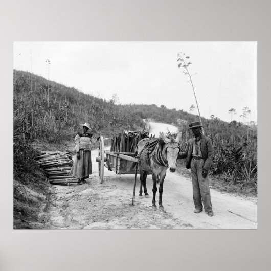 Gathering sisal, Nassau, Bahama-eilanden, c1900 Poster (Voorkant)