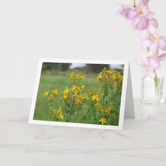 Gatjes-Hypericum Bloeiende Plant Kaart (Orchidee)