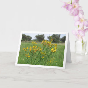 Gatjes-Hypericum Bloeiende Plant Kaart