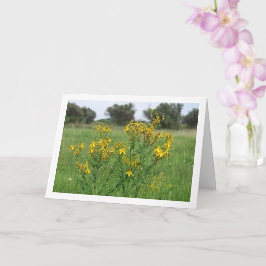 Gatjes-Hypericum Bloeiende Plant Kaart (Orchidee)