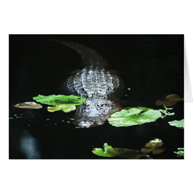 Gator (Voorkant Horizontaal)