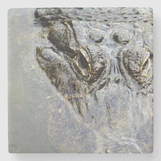 Gator 2 stenen onderzetter (Voorkant)