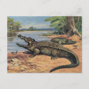Gator Beach Ansichtkaart Briefkaart