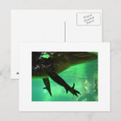 Gator Briefkaart (Voorkant / Achterkant)