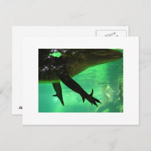 Gator Briefkaart (Voorkant / Achterkant)