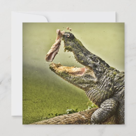 Gator Catching Lunch Wildlife Fotografie Kaart (Voorkant)
