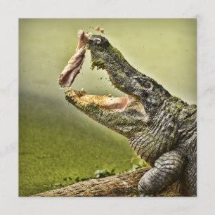Gator Catching Lunch Wildlife Fotografie Kaart