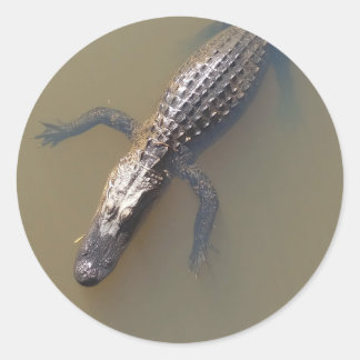 Gator drijvend ronde sticker