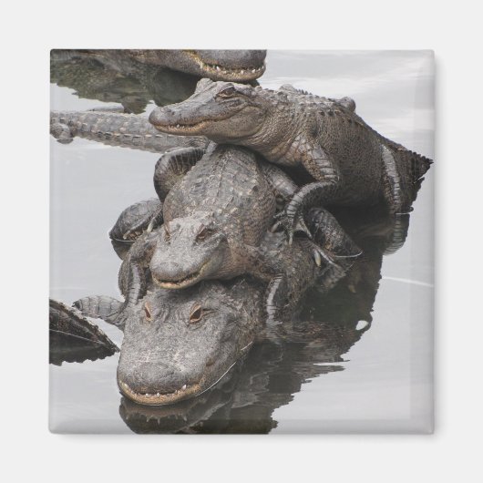 Gator Family Reunion Magneet (Voorkant)