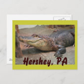 Gator Greeting from Hershey Briefkaart (Voorkant / Achterkant)