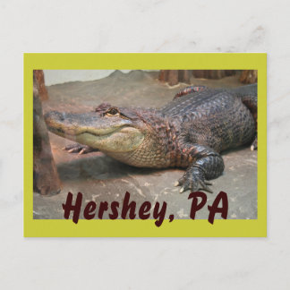 Gator Greeting from Hershey Briefkaart