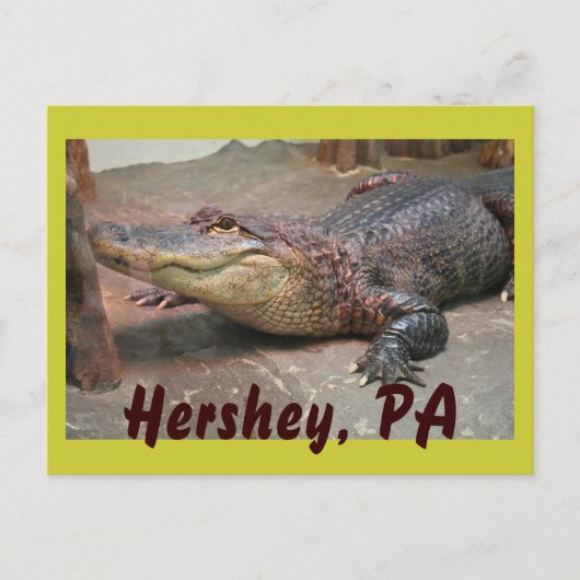 Gator Greeting from Hershey Briefkaart (Voorkant)