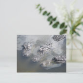 GATOR GREETINGS BRIEFKAART (Staand voorkant)