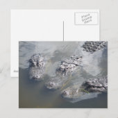 GATOR GREETINGS BRIEFKAART (Voorkant / Achterkant)
