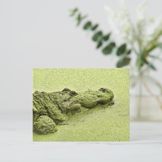 Gator - groen in deuckweed briefkaart (Staand voorkant)