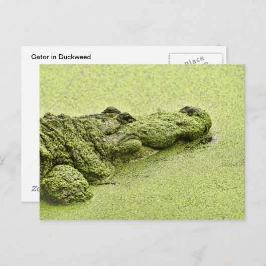 Gator - groen in deuckweed briefkaart (Voorkant / Achterkant)