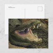 Gator Head Briefkaart (Voorkant / Achterkant)