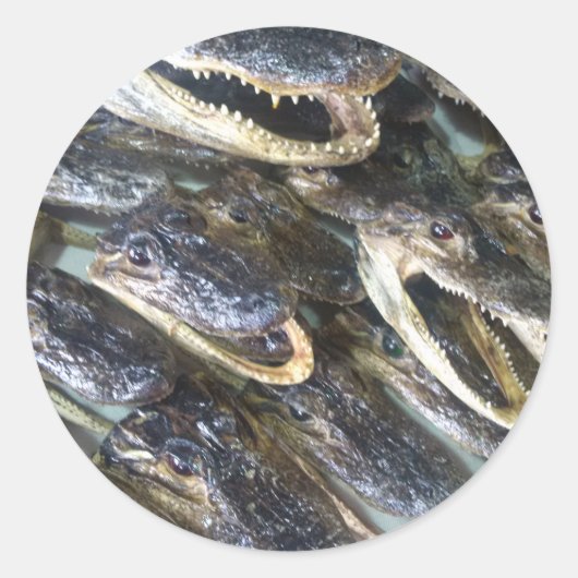 Gator Head Sticker (Voorkant)