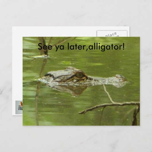 Gator in water dicht briefkaart (Voorkant / Achterkant)