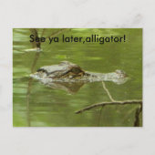 Gator in water dicht briefkaart (Voorkant)