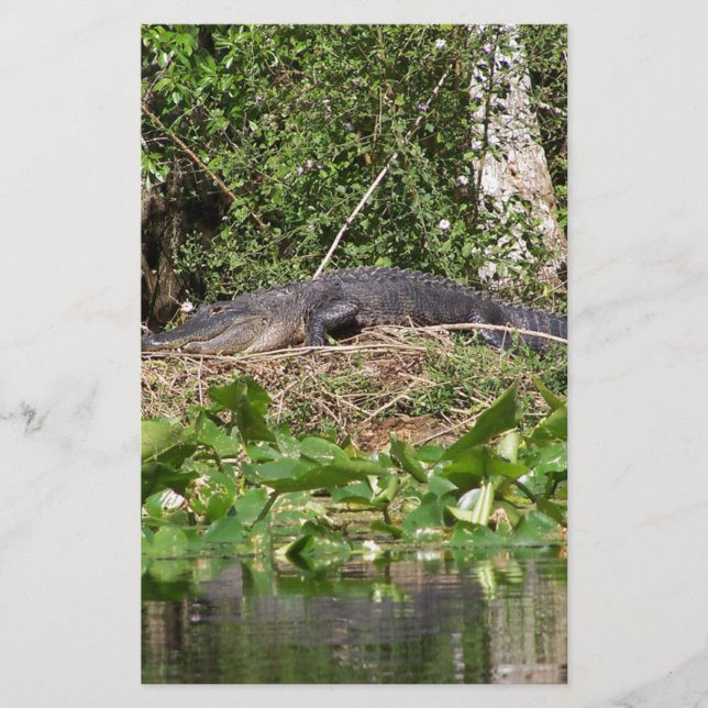 Gator luv zoom pic (Voorkant)