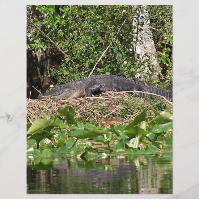 Gator luv zoom pic (Voorkant)