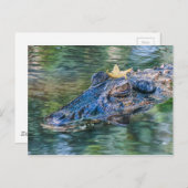 Gator met kroon briefkaart (Voorkant / Achterkant)