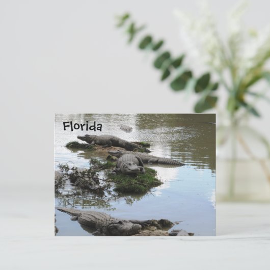 Gator Pond Briefkaart (Staand voorkant)