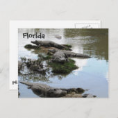 Gator Pond Briefkaart (Voorkant / Achterkant)