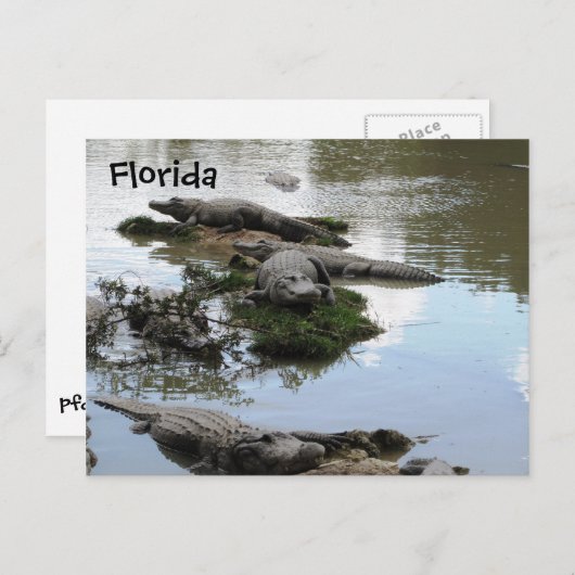 Gator Pond Briefkaart (Voorkant / Achterkant)