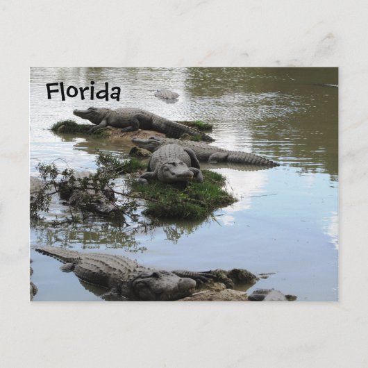 Gator Pond Briefkaart (Voorkant)