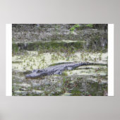 Gator Poster (Voorkant)