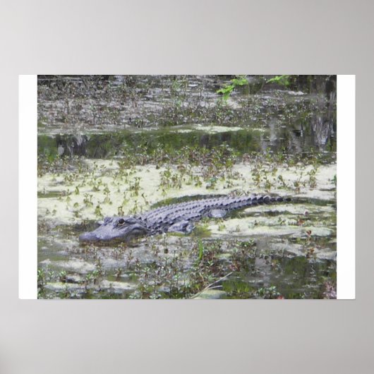 Gator Poster (Voorkant)