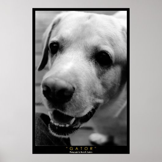 GATOR POSTER (Voorkant)