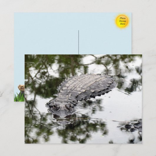 Gator Reflecties in het Briefkaart Moeras (Voorkant / Achterkant)