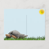 Gator Reflecties in het Briefkaart Moeras (Achterkant)