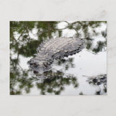 Gator Reflecties in het Briefkaart Moeras (Voorkant)