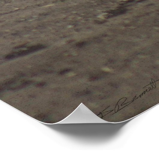 Gator Resting Poster -36x24 -andere beschikbare fo (Hoek)