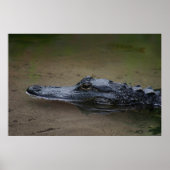 Gator Resting Poster -36x24 -andere beschikbare fo (Voorkant)
