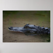 Gator Resting Poster -36x24 -andere beschikbare fo